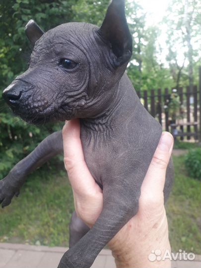 Голый малыш ксолоитцкуинтли