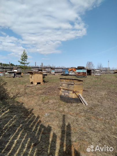 Продаются пчелы с ульем