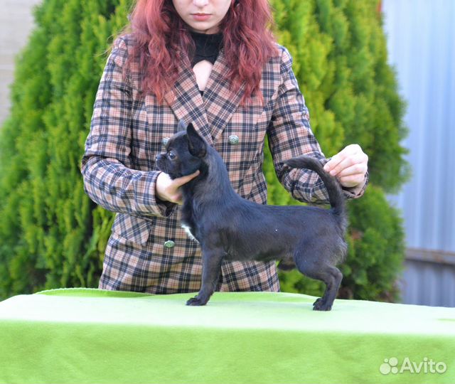 Кобель Чихуахуа