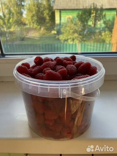 Ремонтантная малина пингвин