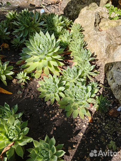 Молодило кровельное (каменная роза)