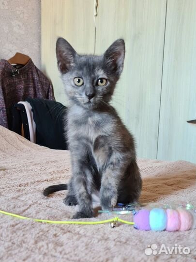 Ласковая игривая кошечка