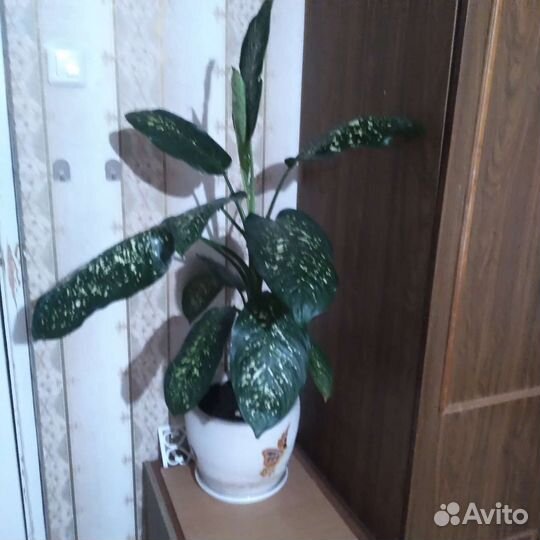 Диффенбахия