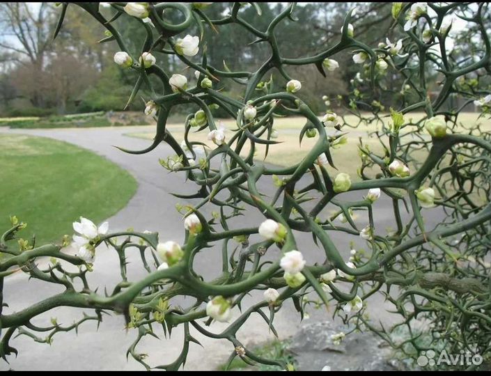 Понциус трофилиата, дикий цитрус