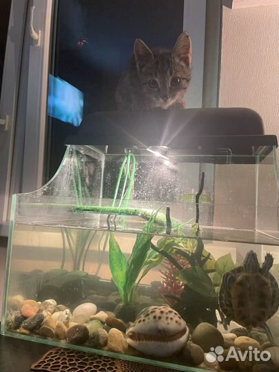 Аквариум Акватеррариум 40 литров с оборудованием
