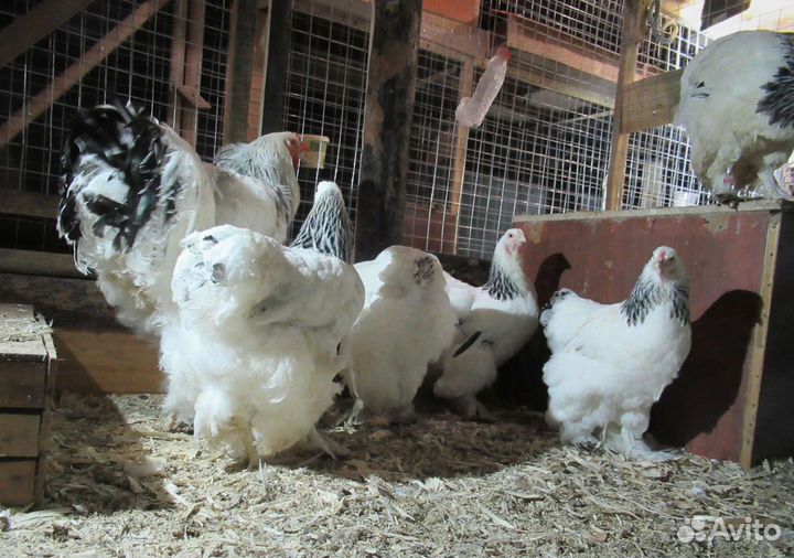 Инкубационное яйцо