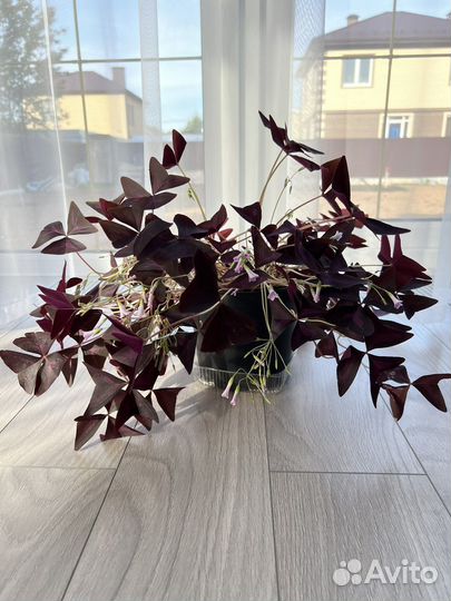 Мадам баттерфляй, кислица