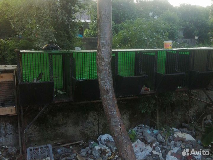 Клетка с кроликами