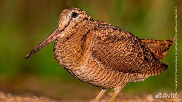 Вальдшнеп крылья