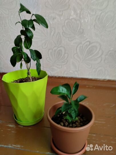 Мандарины и лимон