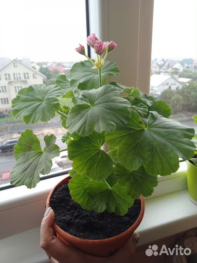 Цветок в горшке (пеларгония сортовая)