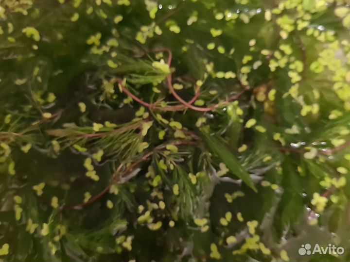 Роголистник