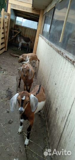 Продам козлят