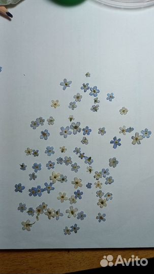 Сухоцветы для творчества