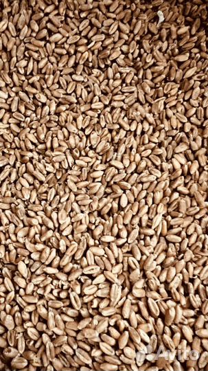 Комбикорм для с/х животных