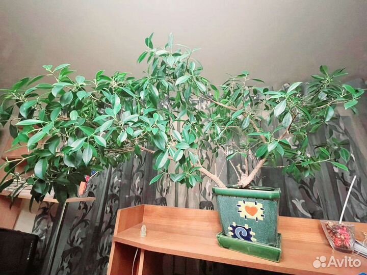 Фикус Бонсай
