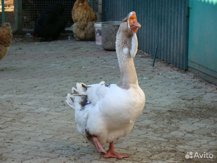 Холмогорские гуси