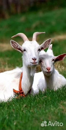 Две козы и два козленка