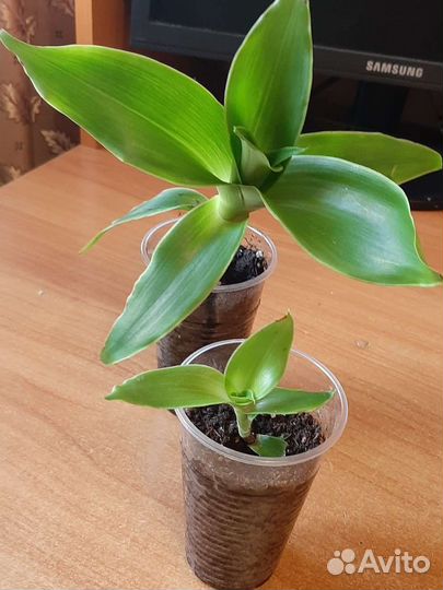 Эуфорбия молочай беложильчатая,золотой ус