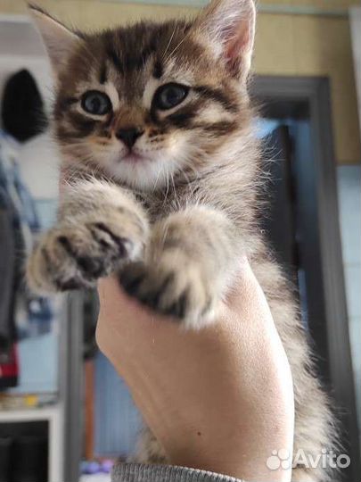 Котенок в любящие руки