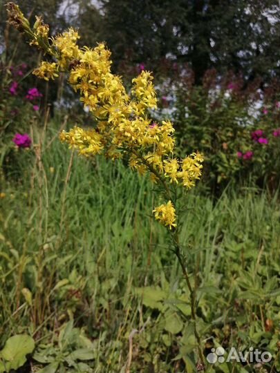 По 70 Цветущие садовые многолетники.Цветы.Много