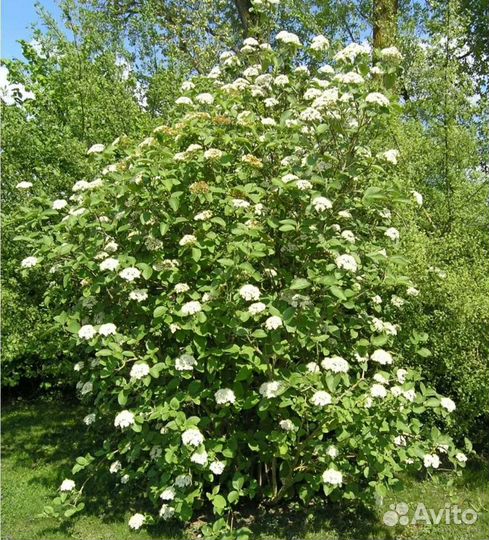 Калина гордовина