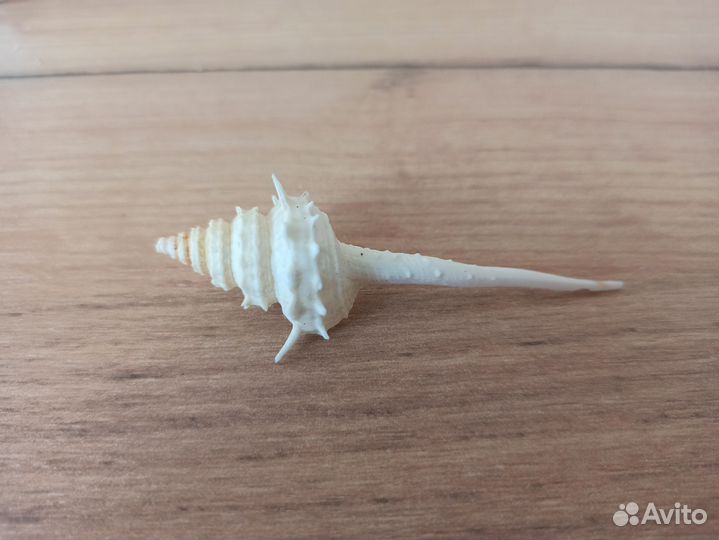 Морская раковина