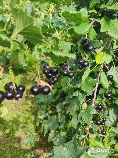 Смородина черная и красная (ягоды)