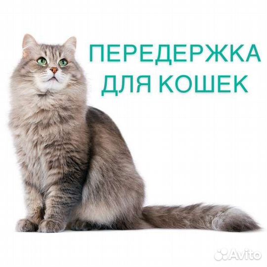Передержка кошек, котов