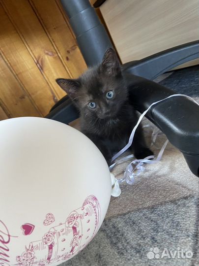 Котята