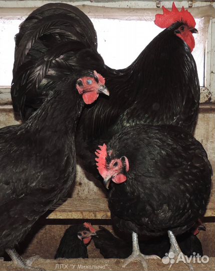 Куры молодки несушки утята гусята бройлер цесарки