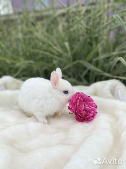 Кролик с клеткой