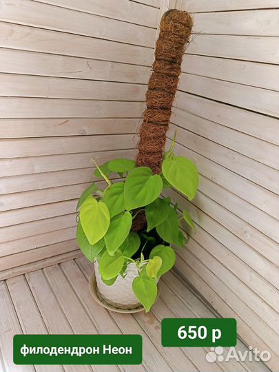 Филодендроны