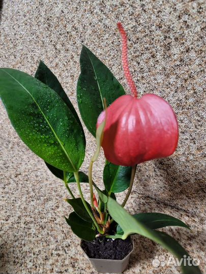 Антуриум Шерцера сорт Линдси