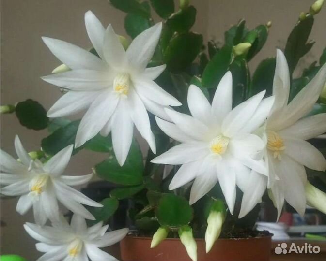 Рипсалидопсис