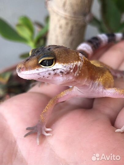 Гекконы эублефары