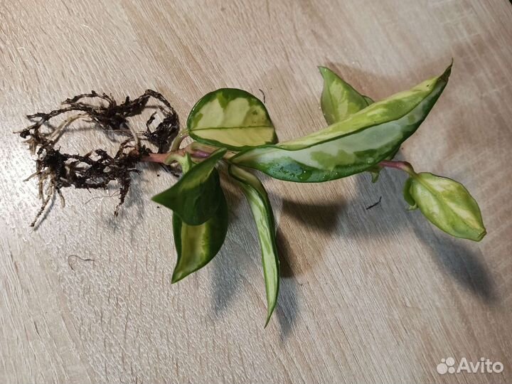 Хотя Carhosa Tricolor