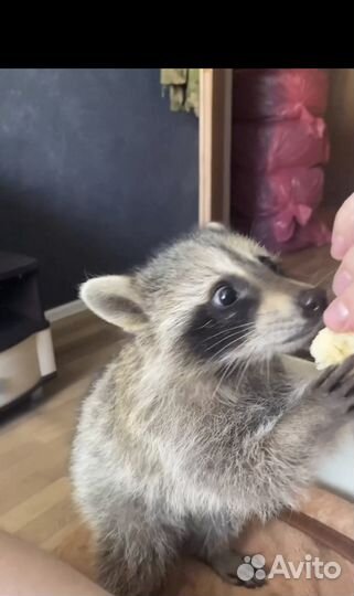 Ручной ребенок енот