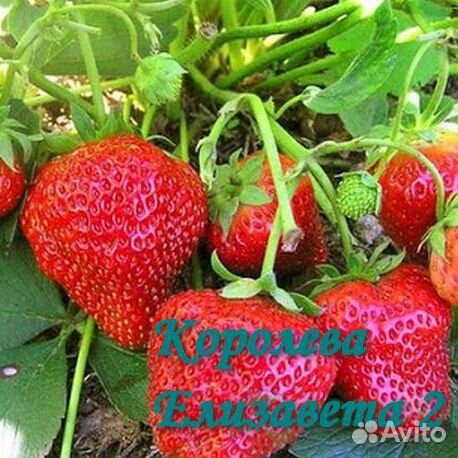 Рассада клубники 9 лучших сортов