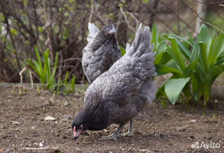 Куры молодка