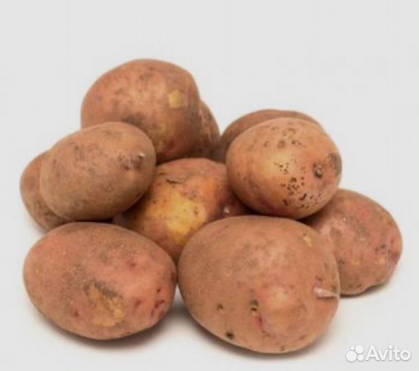 Картофель