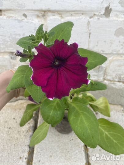 Петунья цветы