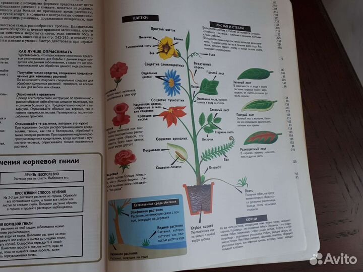 Книга о комнатных растениях