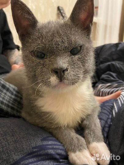 Котик бесплатно
