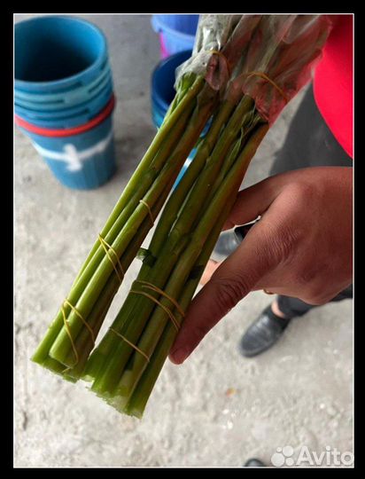 Альстромерии опт