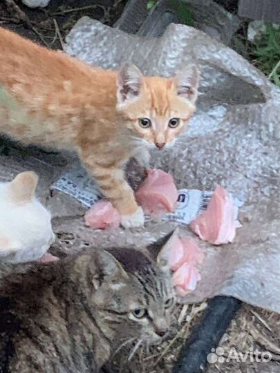 Милые добрые котята ищут любящих хозяев