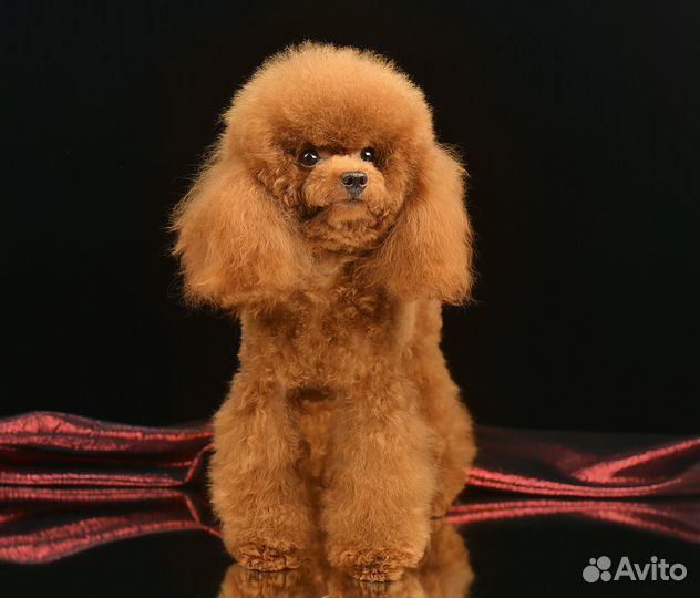 Вязка той пудель, красный, маленький,активный