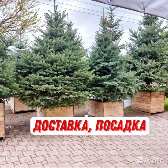 Ели шикарнейшие голубые и зеленые правильной формы