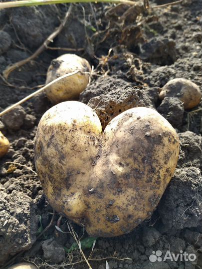 Продам картофель