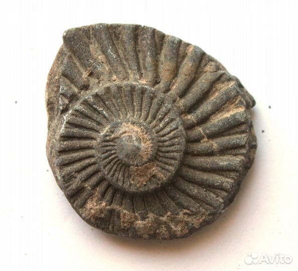 Отпечаток аммонита